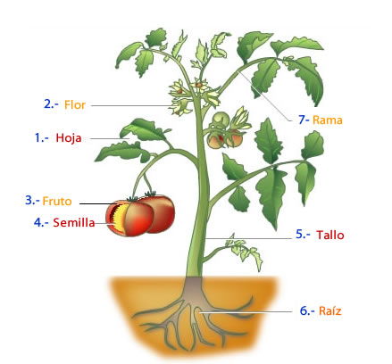 partes_de_la_planta