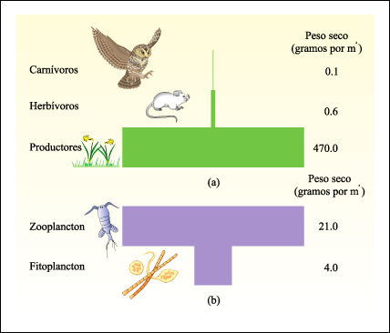 Pirámides de biomasa