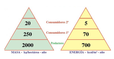 piramide_biomasa_2.jpg (460×240)