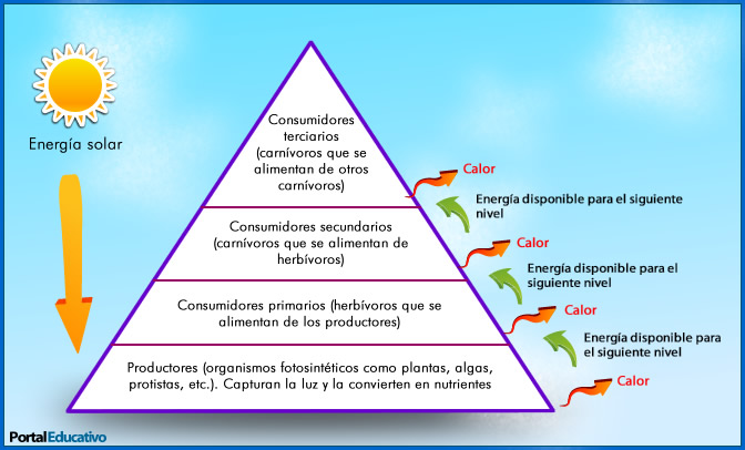 pirámide de energía