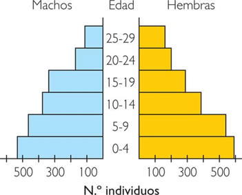 piramide_numero_individuos.jpg (351×283)