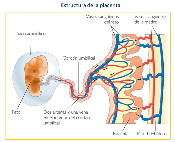 Gestación y Embarazo