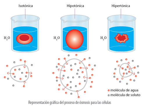 propiedades_coligativas_35.jpg (499×366)