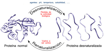 proteinas_polimeros_12.jpg (359×185)