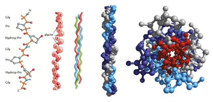 proteinas_polimeros_5.jpg (422×202)