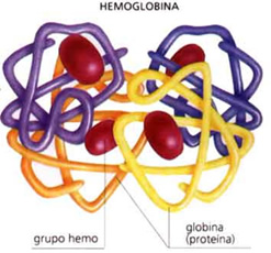 proteinas_polimeros_6.jpg (247×230)