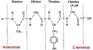 proteinas_polimeros_7.jpg (328×178)