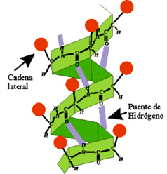 proteinas_polimeros_8.jpg (238×248)