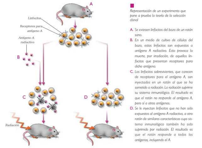 respuesta_inmune_1.jpg (642×473)