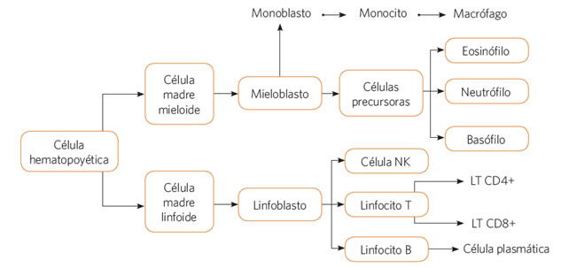 respuesta_inmune_3.jpg (642×303)