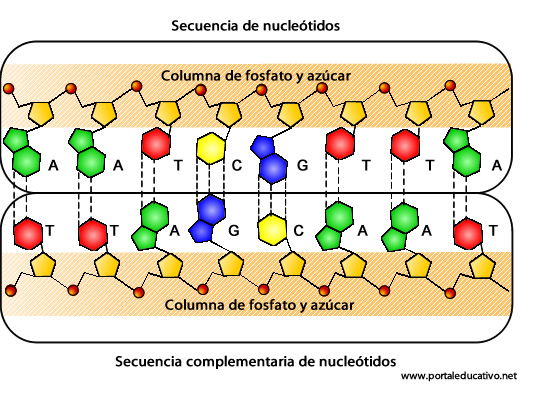 secuencia_2.jpg (536×394)