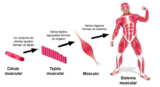 Organización seres vivos