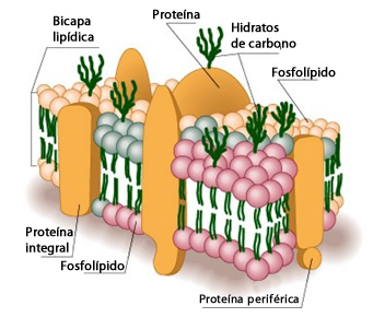 seres_vivos_sistemas_3.jpg (341×301)