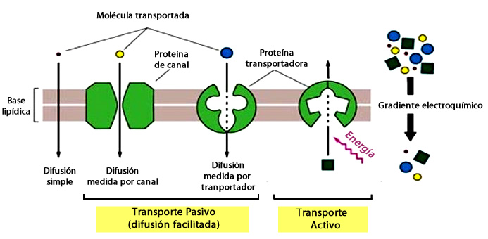 seres_vivos_sistemas_4.jpg (693×340)