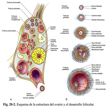 sexualidad_16.jpg (390×376)