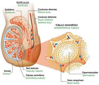 sexualidad_2.jpg (411×351)