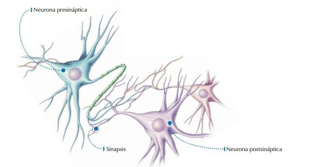 sinapsis_1.jpg (646×345)