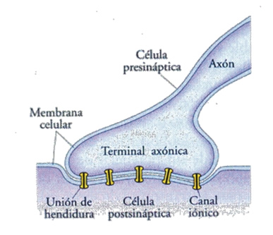 sinapsis_2.jpg (387×333)