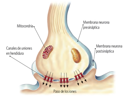 sinapsis_3.jpg (447×321)