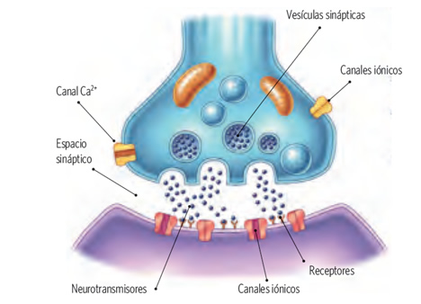 sinapsis_4.jpg (468×338)