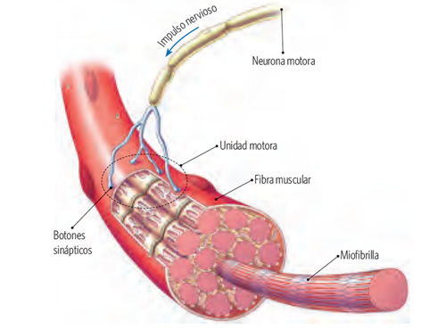 sinapsis_5.jpg (472×370)