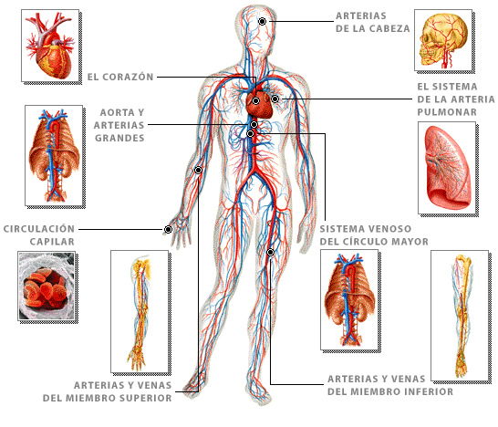 Qué es el sistema circulatorio