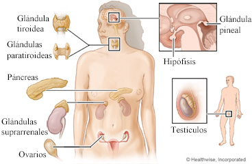 sistema_endocrino_1.jpg (368×240)