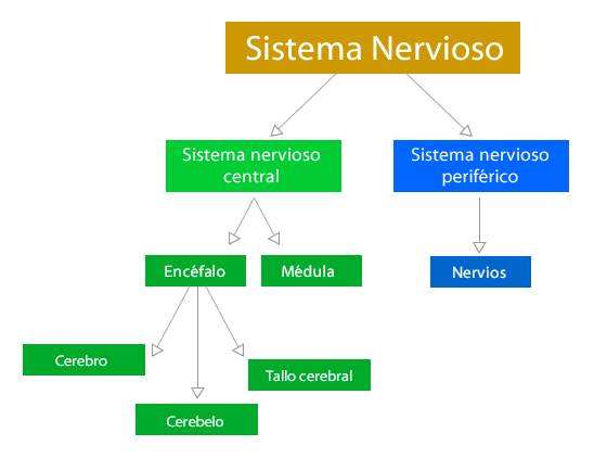 ▷El Sistema Nervioso Central ¿Qué es? ¿Cómo funciona?