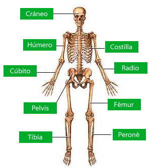 Esqueleto humano - Biologia Net