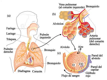 diagrama del sistema respiratorio para 5to grado