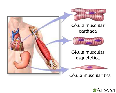 tejido_muscular_1.jpg (400×320)