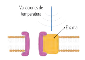 termorregulacion_3.jpg (280×198)