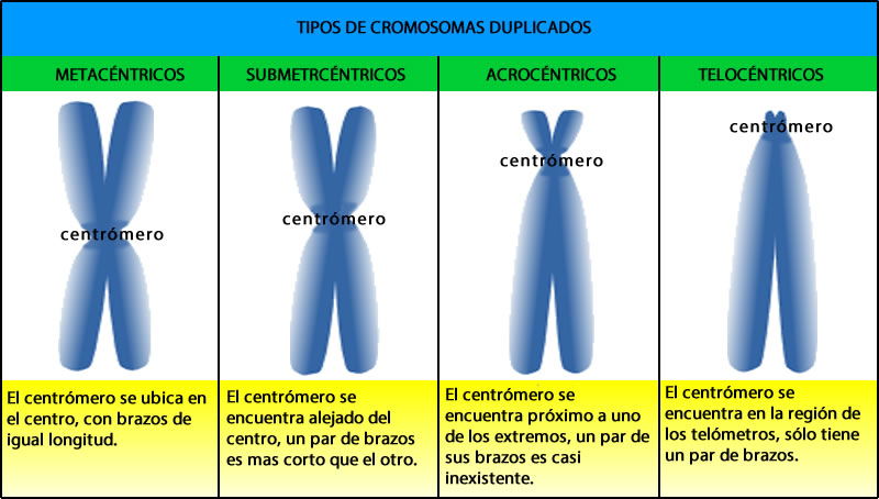 Top 17 Mejores Tipos Cromosomas Segun Posicion Centromero En 2022