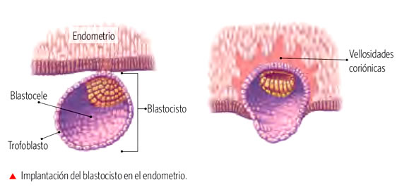 transplantes_tejidos.jpg (579×266)