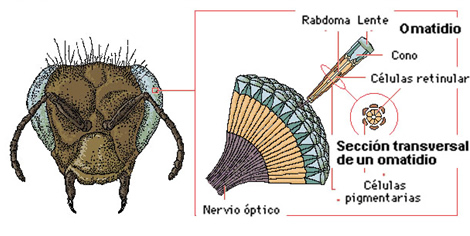 vision_1.jpg (470×236)