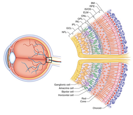 vision_14.jpg (448×388)