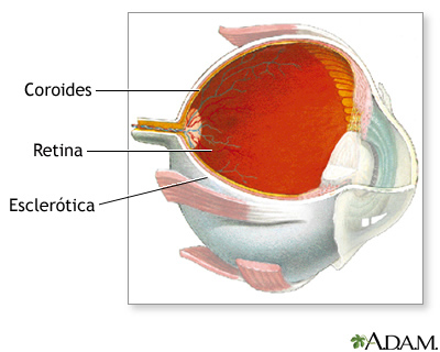 vision_9.jpg (400×320)