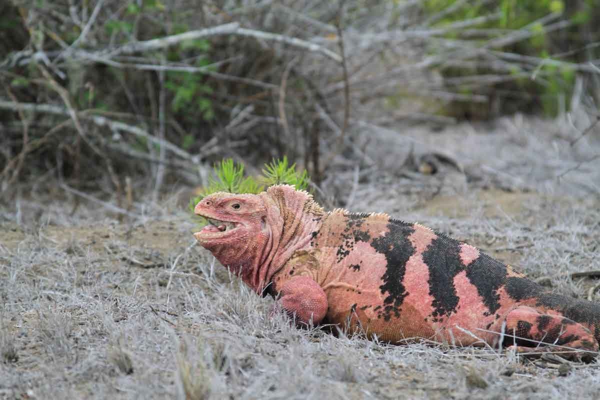 Galapagos Pink Land Iguana at the brink of extinction
