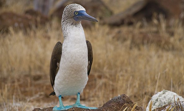 Galapagos Birdlife | South America Travel