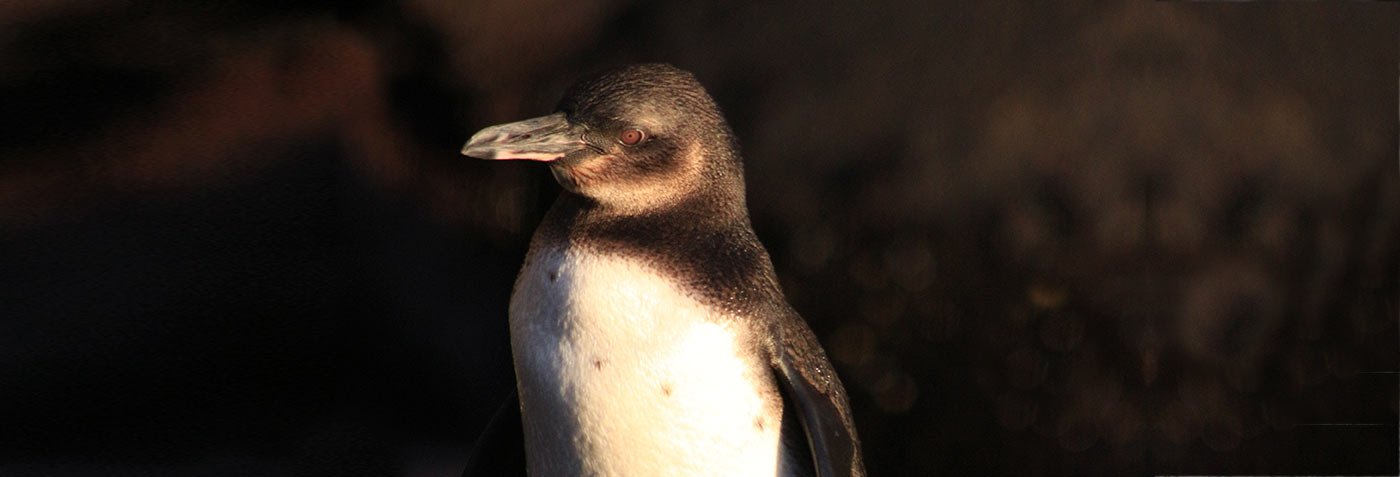 The Galapagos Penguins are Nature’s Survival Experts