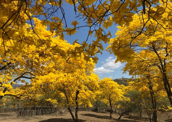 The south of Ecuador dresses in yellow with the flowering of Guayacanes.