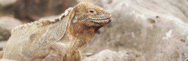 After 200 years the land iguanas are back to Santiago Island