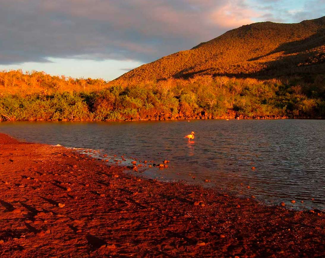 Rabida Island | Walk along its red-sand beach | Galapagos Islands