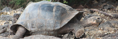 Experience the life of a Galapagos tortoise with the new webcams