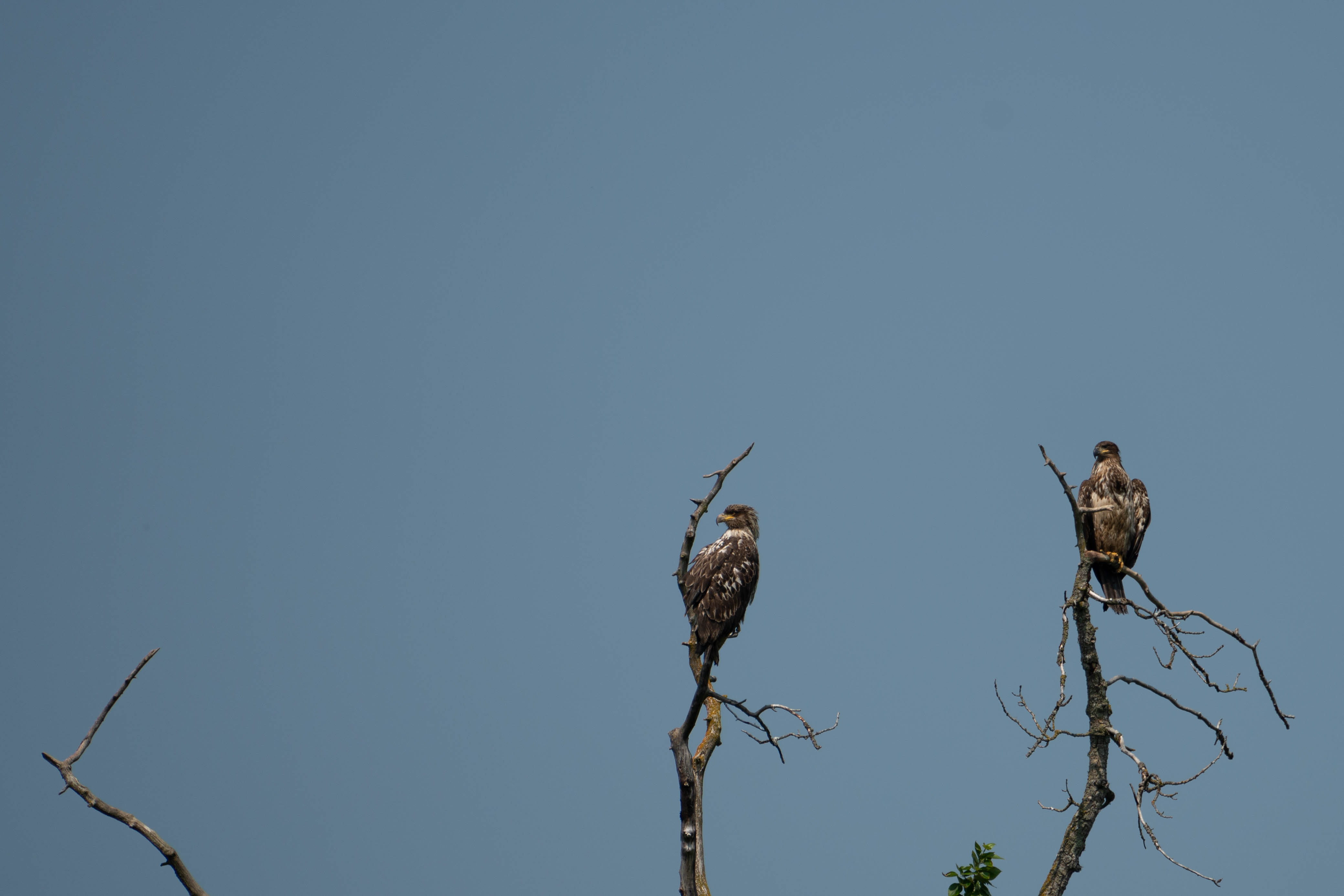 Bird Watch