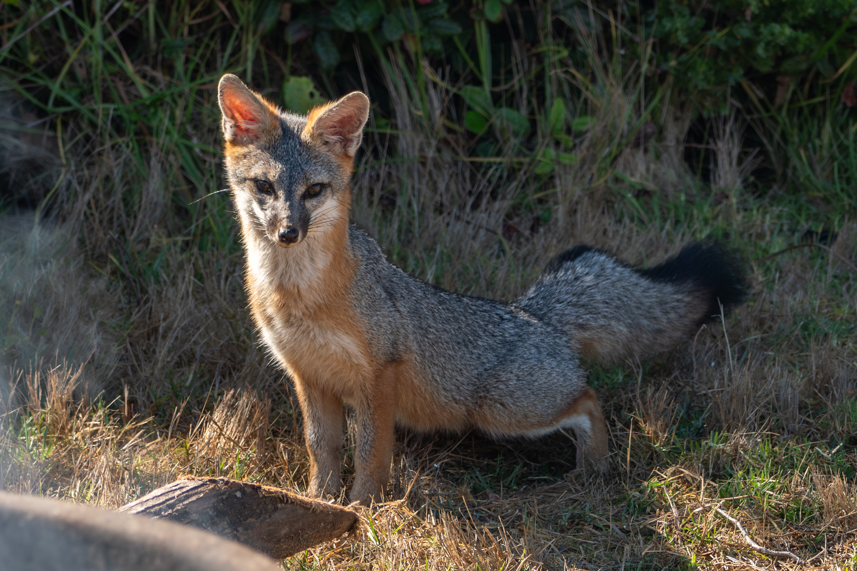 Fox Claims Campsite