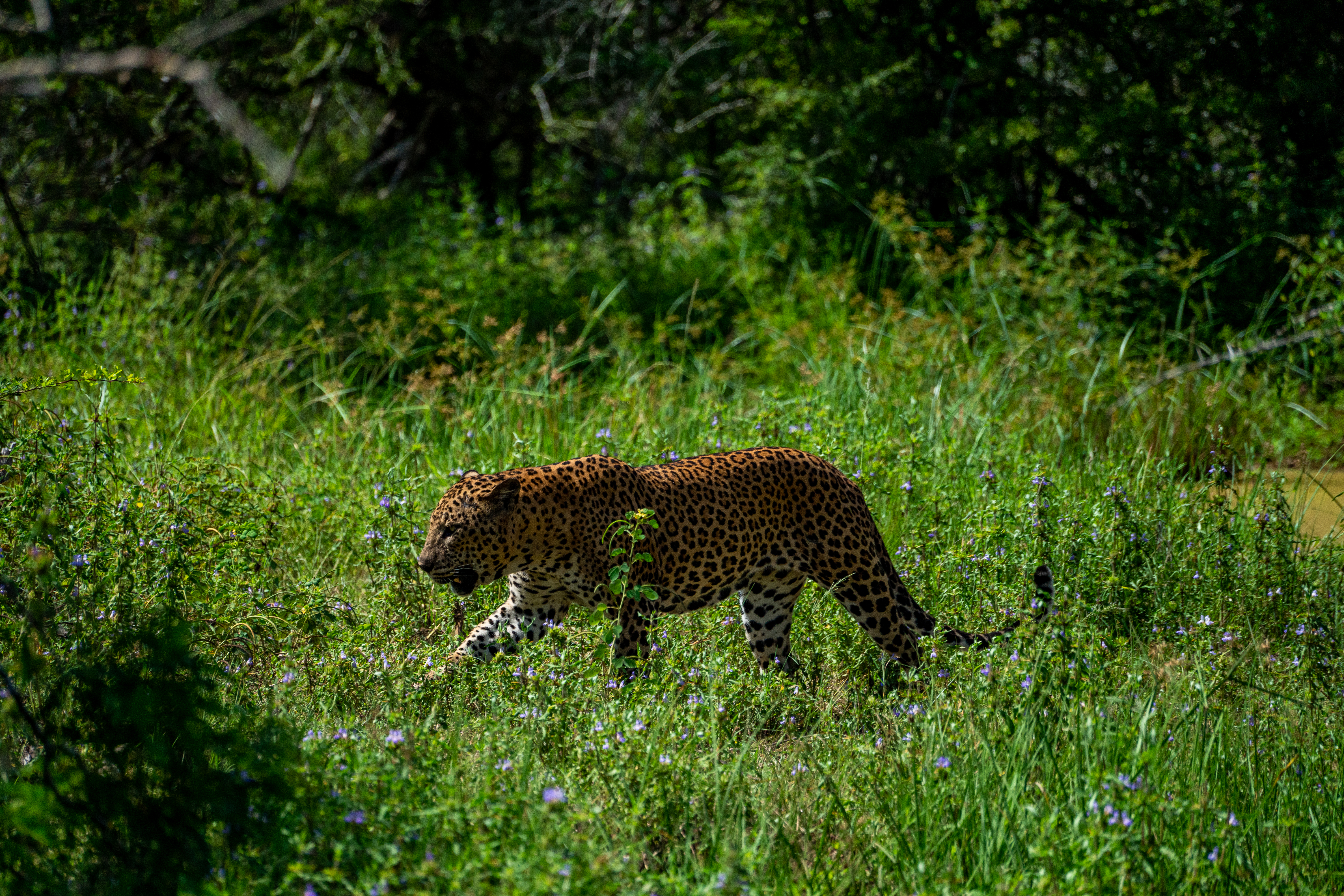 Leopard in Yala National Park