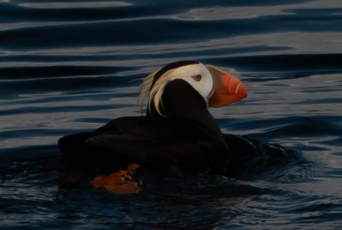 Puffin Portrait