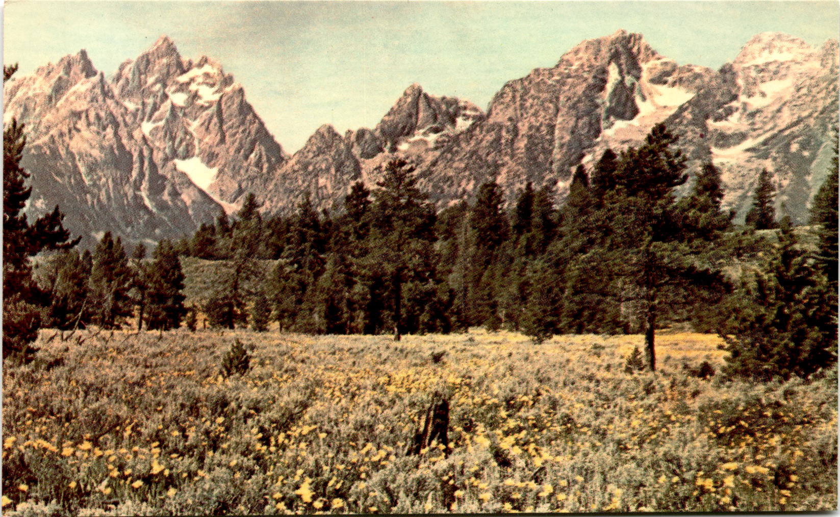 J. A. Ossen Company, Denver, Colo, WILD FLOWERS IN THE Postcard