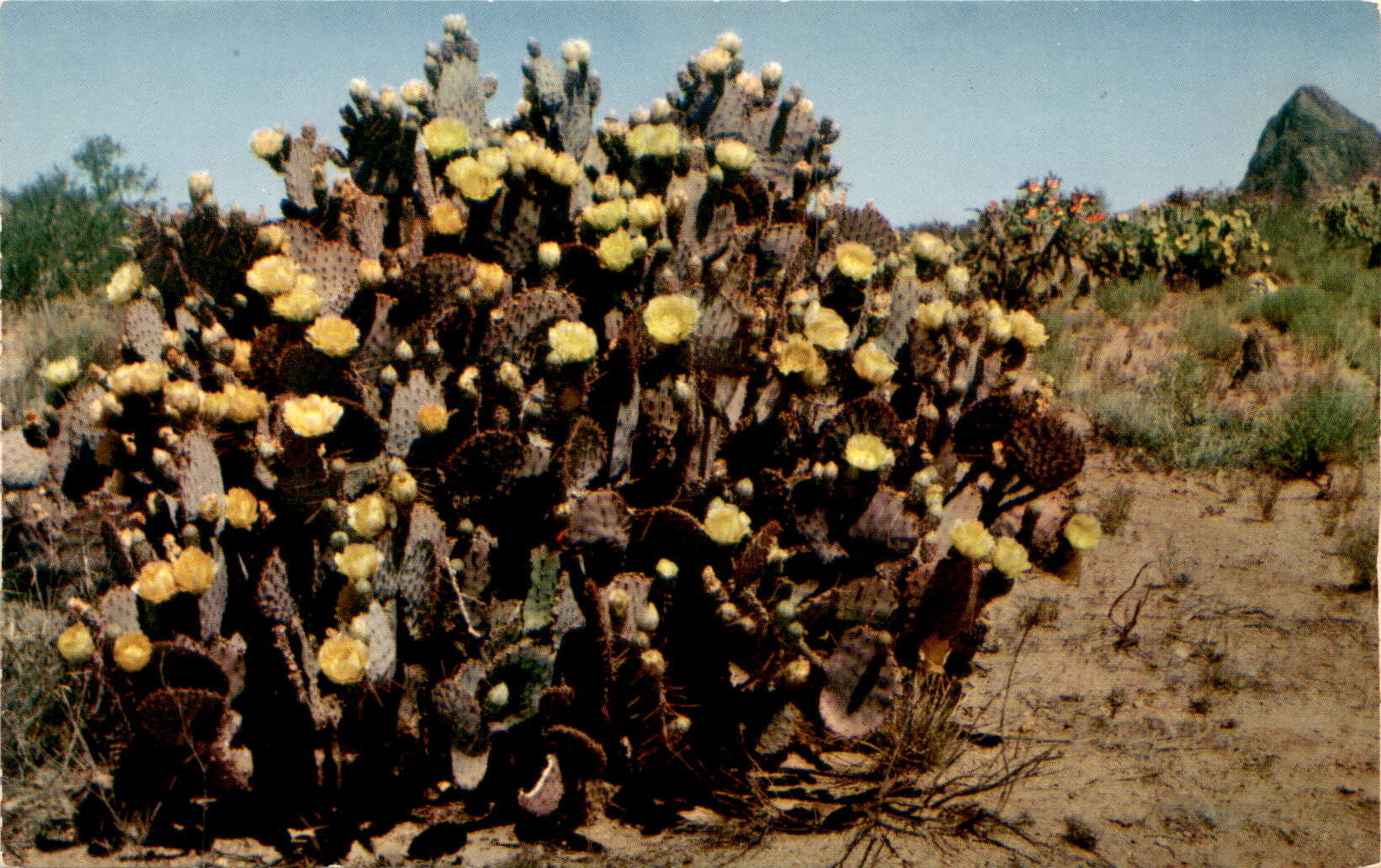 southern Arizona, Sonora, Baja California, Mexico, R. C. Proctor Postcard